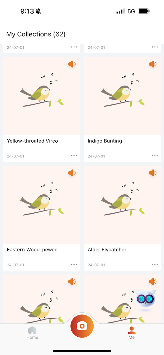 Alder/Willow Flycatcher (Traill's Flycatcher) - ML621063973