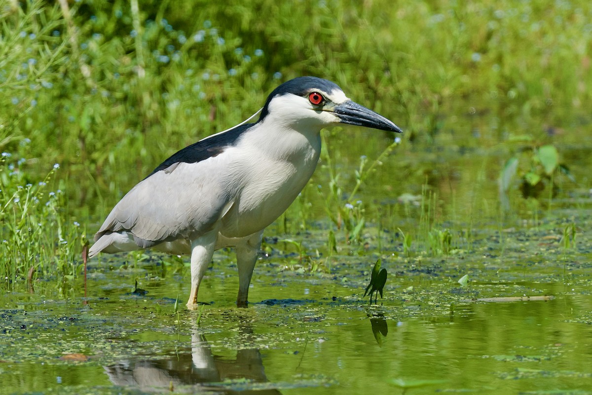 אנפת לילה - ML621063976