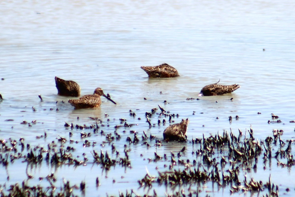 Long-billed Dowitcher - ML621063983