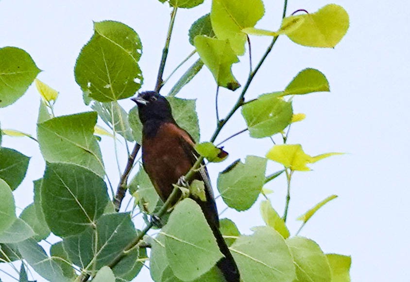Orchard Oriole - ML621063985