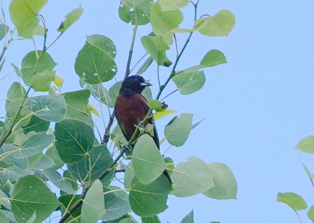 Orchard Oriole - ML621063986