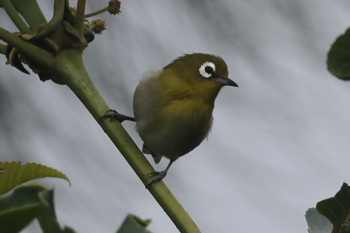 Neukaledonien-Brillenvogel - ML621064000