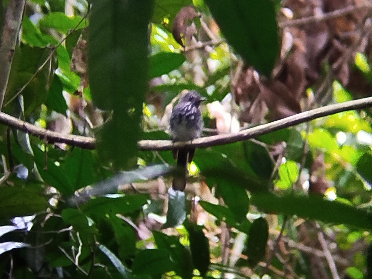 Spotted Fantail - ML621064003