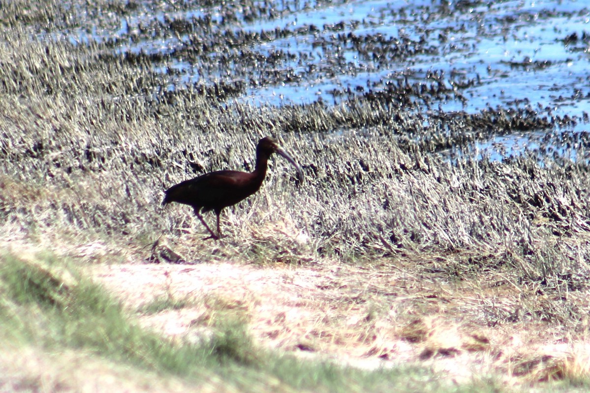 ibis americký - ML621064011