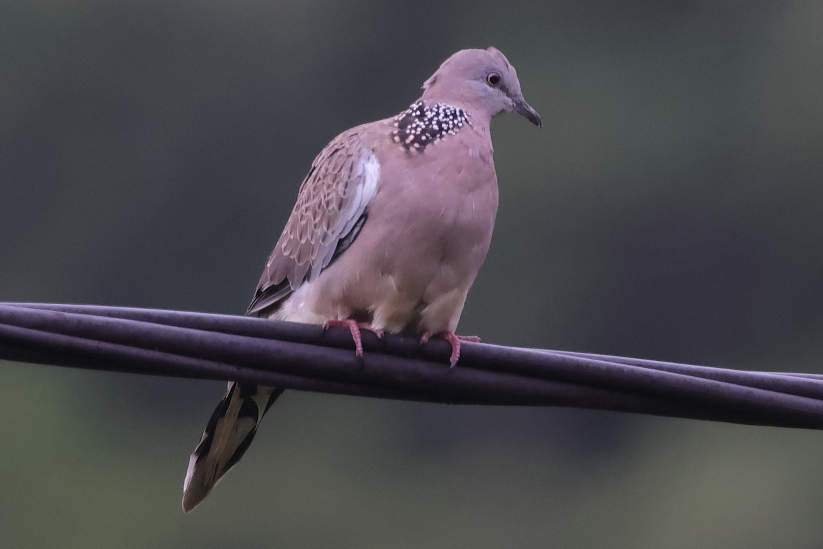 Spotted Dove - ML621064012