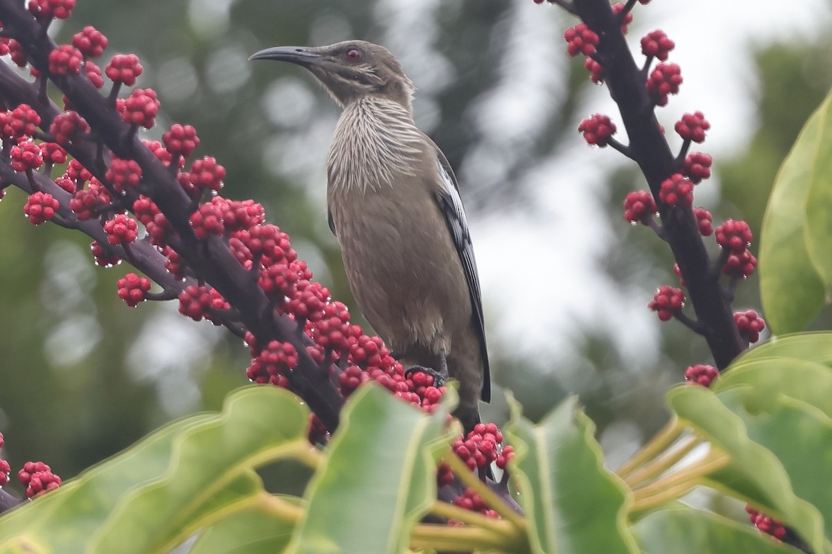 New Caledonian Friarbird - ML621064022