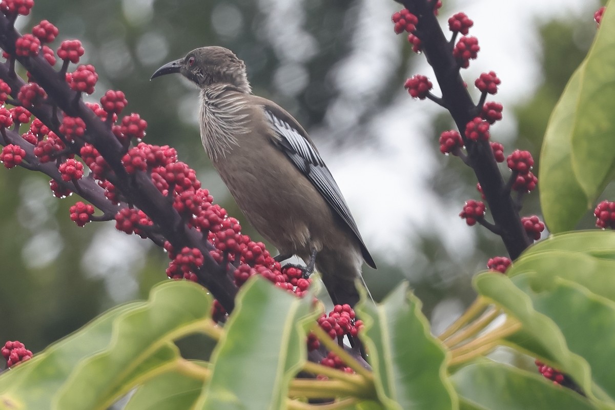 New Caledonian Friarbird - ML621064023