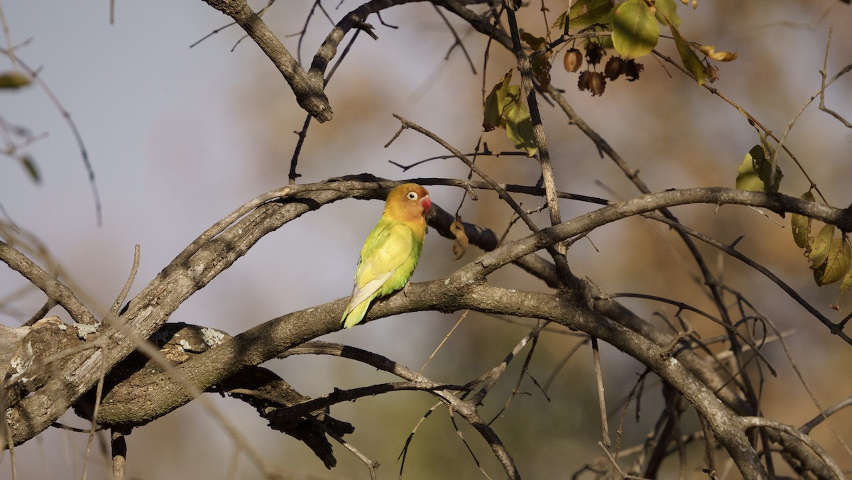 Lilian's Lovebird - ML621064050