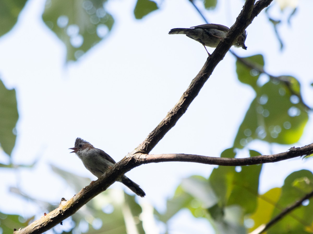 Indochinese Yuhina - Rene sun