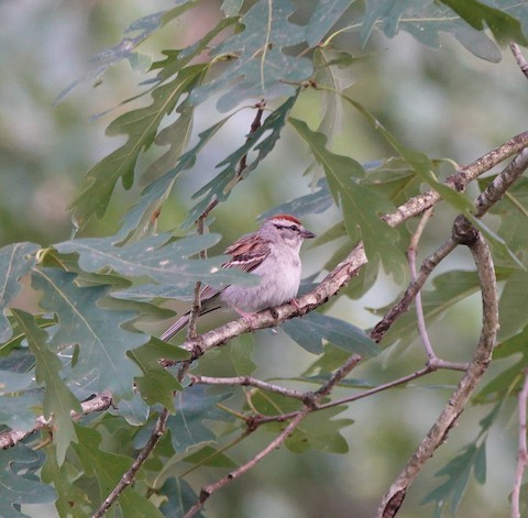 Chipping Sparrow - ML621064090
