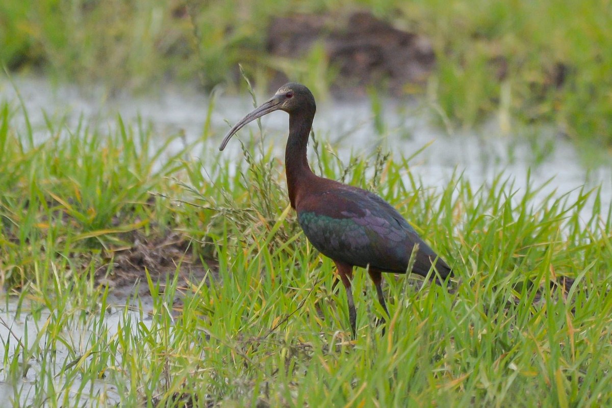 ibis americký - ML621064114