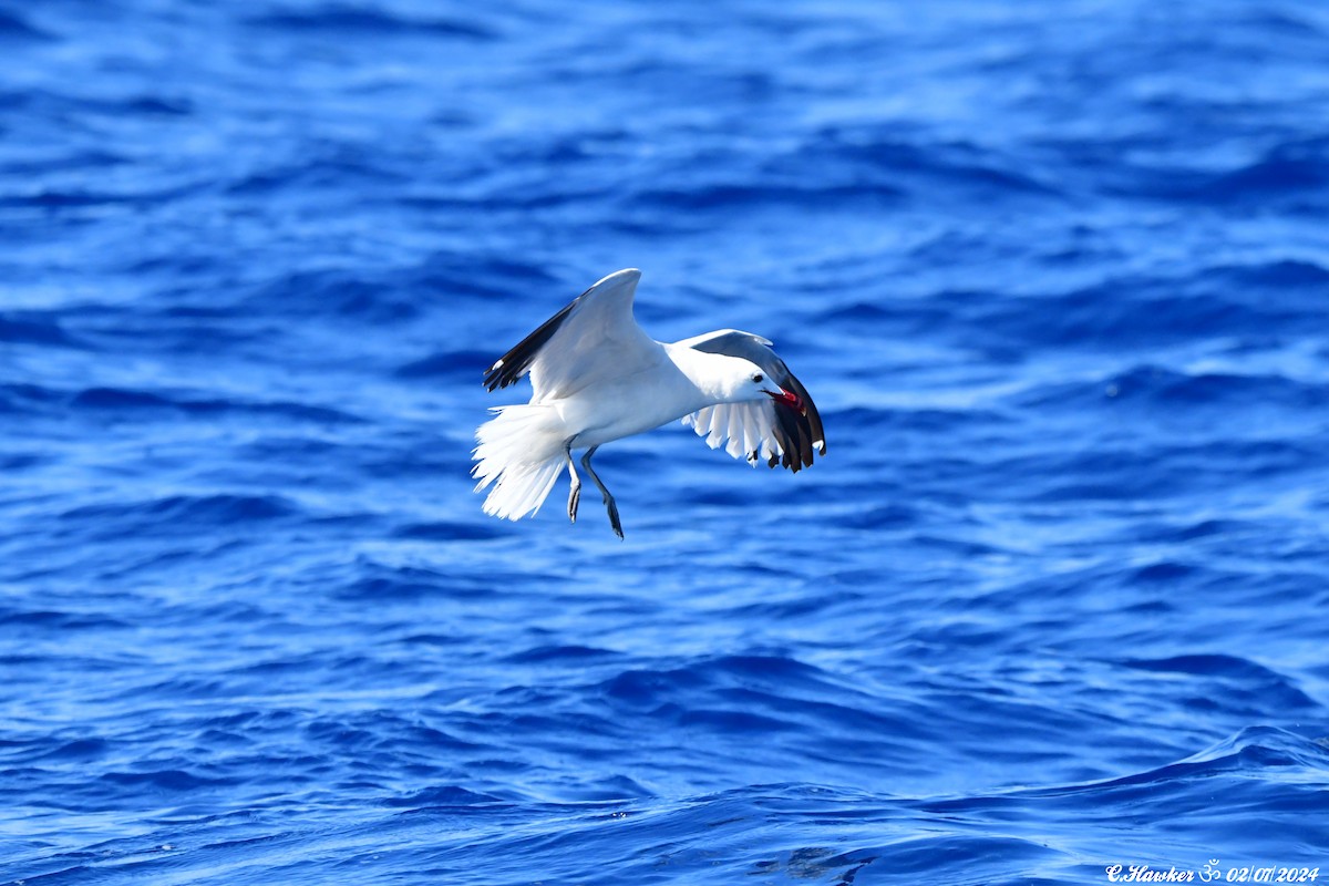 Одуэнова чайка - ML621064137