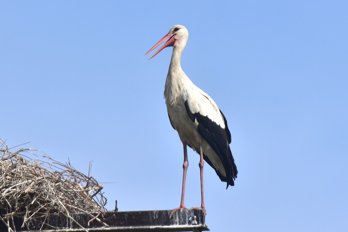 White Stork - Kudaibergen Amirekul