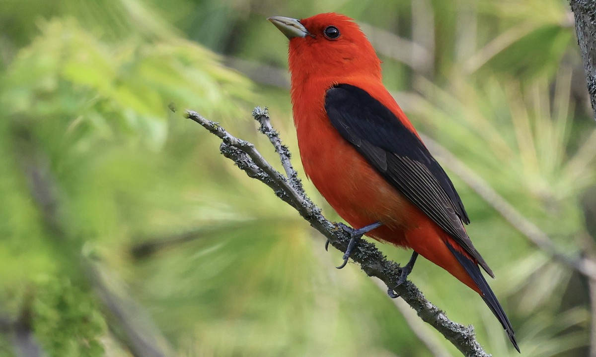 Scarlet Tanager - ML621064144