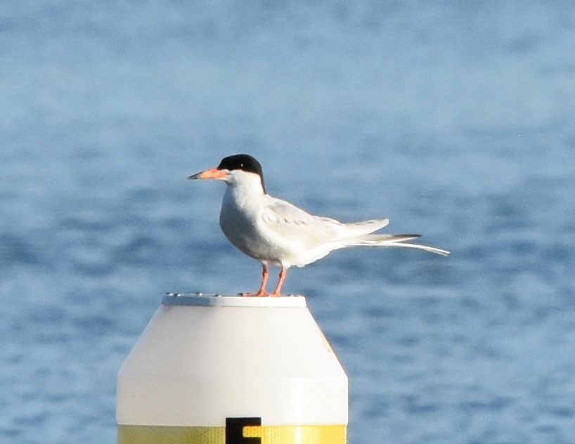Forster's Tern - ML621064152