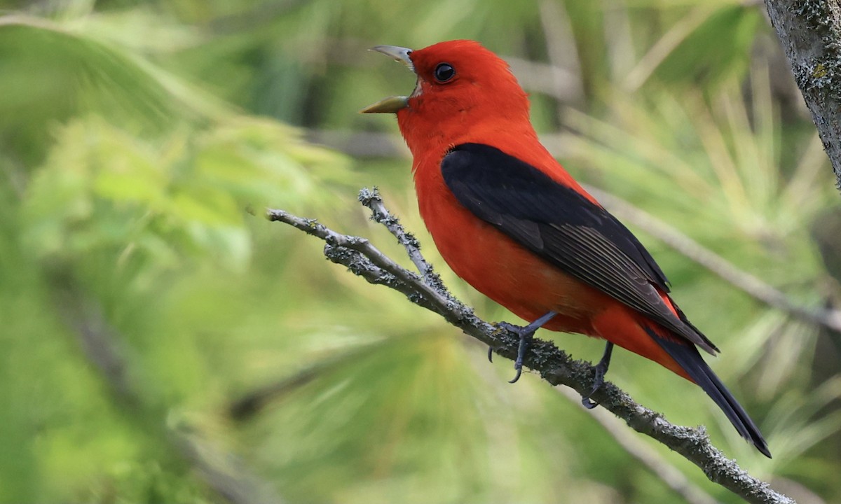 Scarlet Tanager - ML621064173