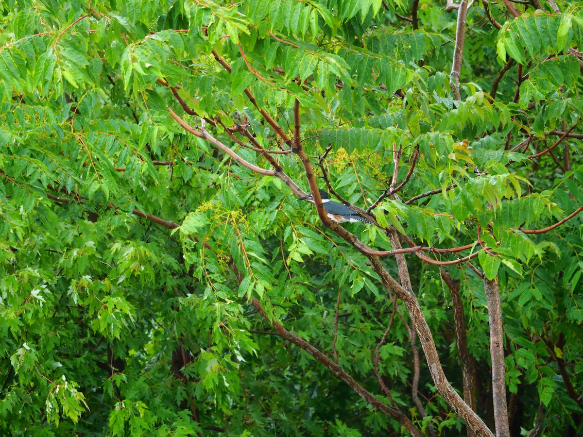 Belted Kingfisher - ML621064180