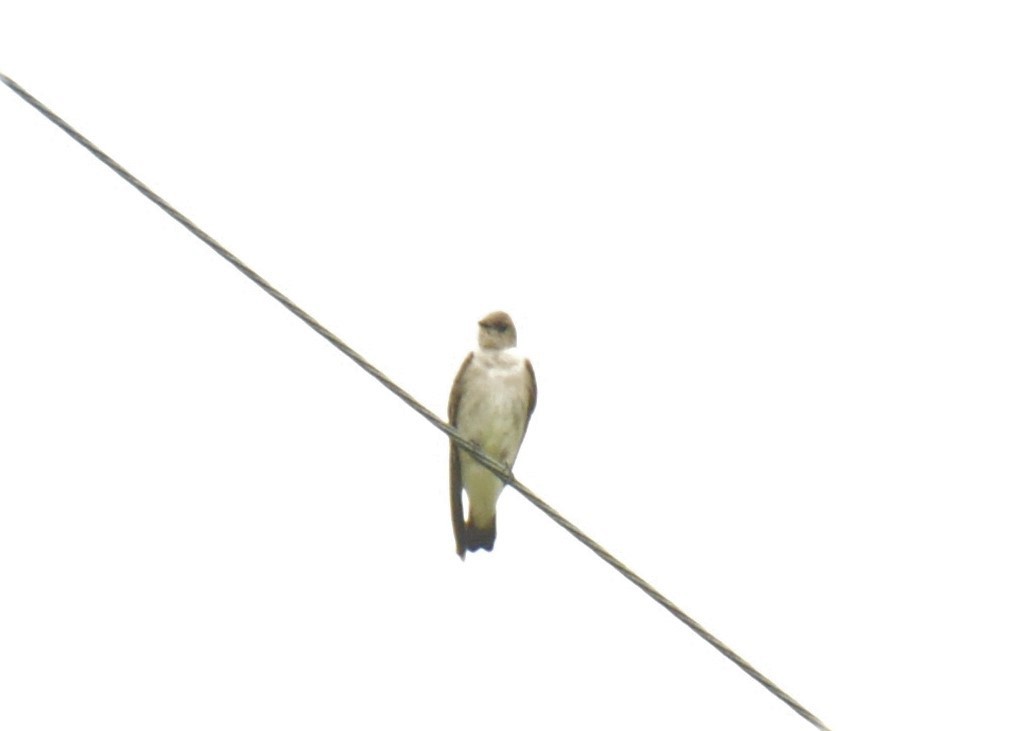 Southern Rough-winged Swallow - ML621064183