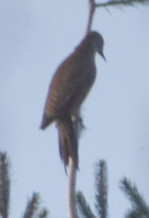 Northern Flicker (Red-shafted) - ML621064204