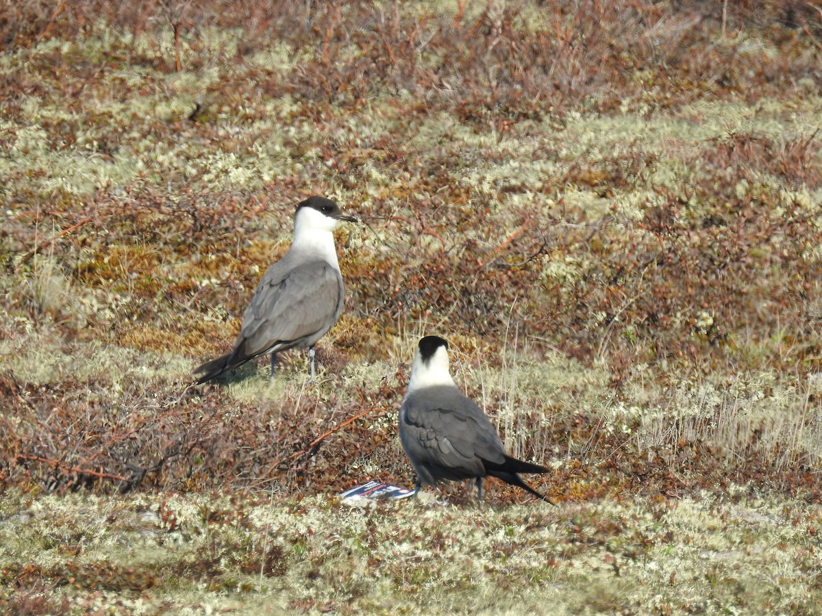 Long-tailed Jaeger - ML621064206