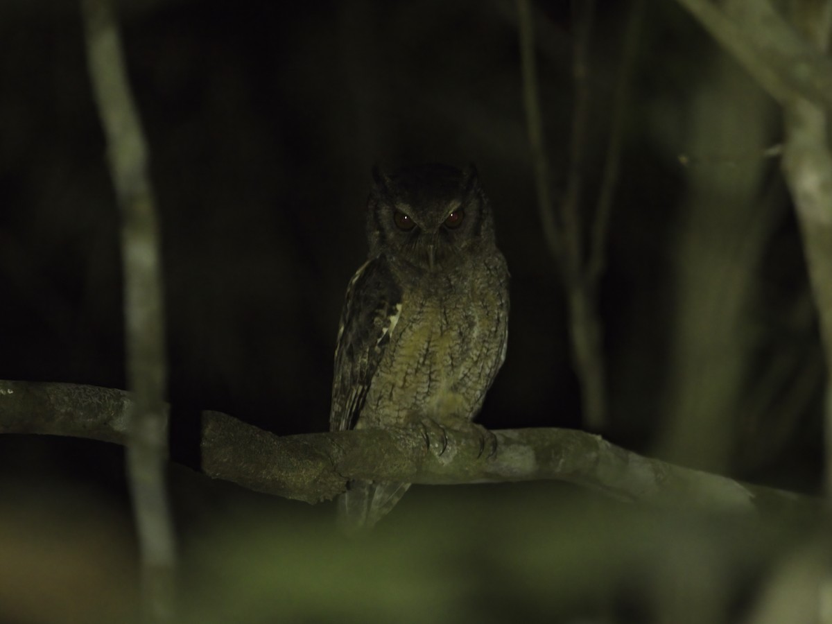 Tawny-bellied Screech-Owl (Austral) - ML621064224