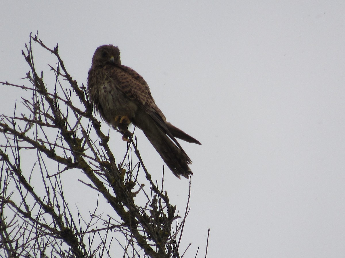 Eurasian Kestrel - ML621064239