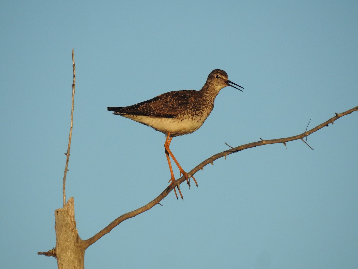 Lesser Yellowlegs - ML621064244