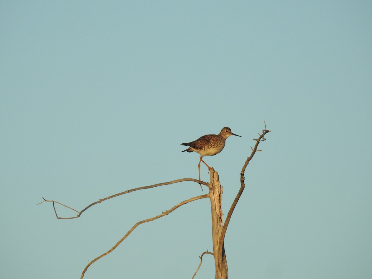 Lesser Yellowlegs - ML621064246