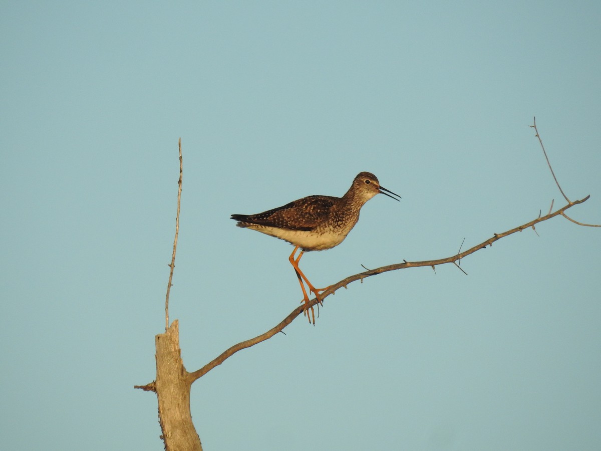 Lesser Yellowlegs - ML621064247