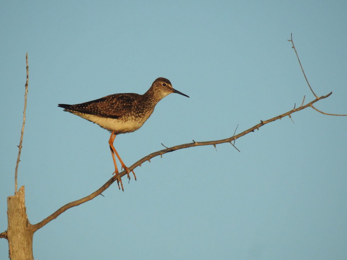 Lesser Yellowlegs - ML621064248