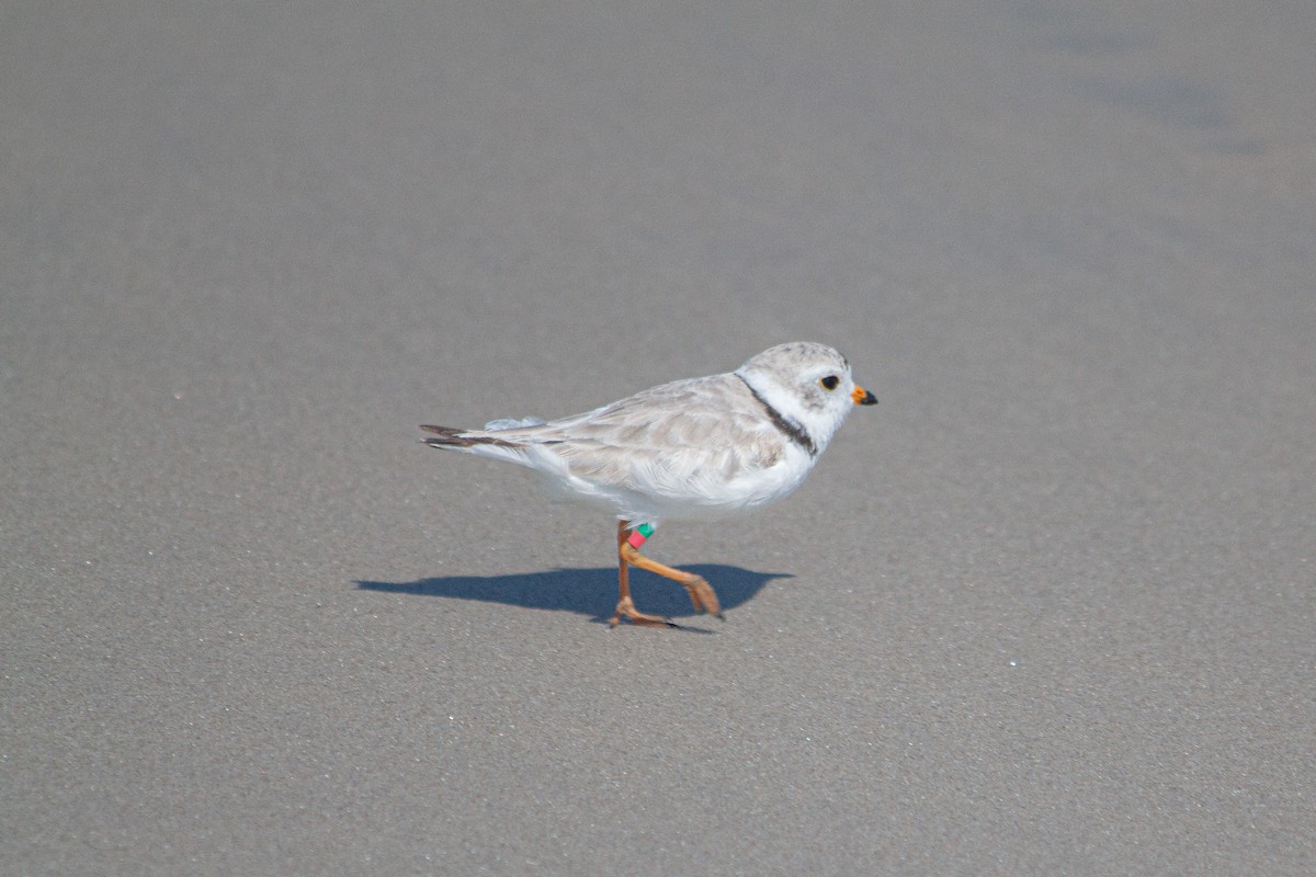 Piping Plover - ML621064256