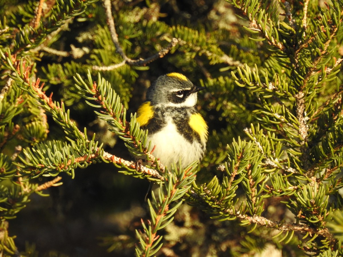 Yellow-rumped Warbler - ML621064264