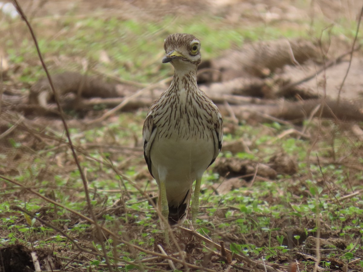 Indian Thick-knee - ML621064266