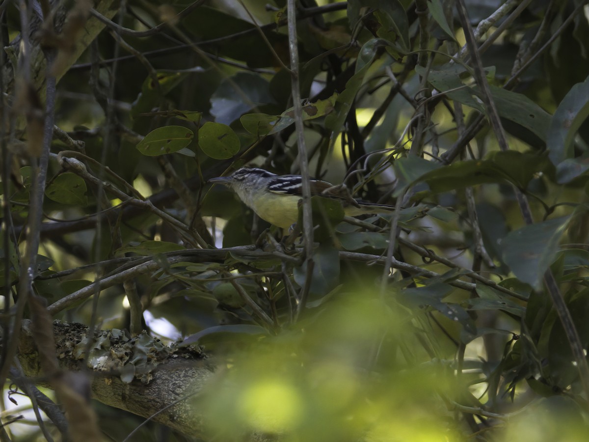 Rusty-winged Antwren - ML621064269