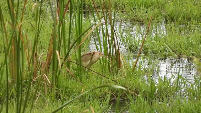 Yellow Bittern - ML621064281