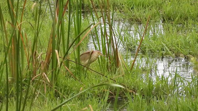 Yellow Bittern - ML621064281