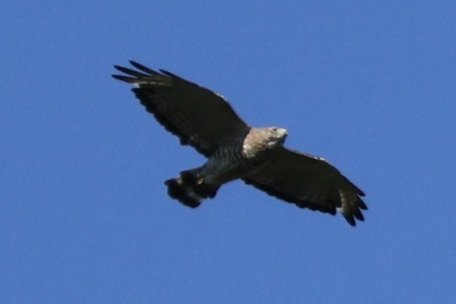 Broad-winged Hawk - ML621064290