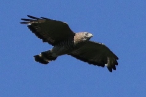 Broad-winged Hawk - ML621064291