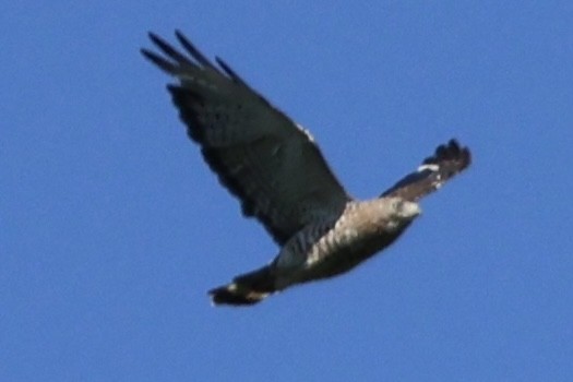 Broad-winged Hawk - ML621064292