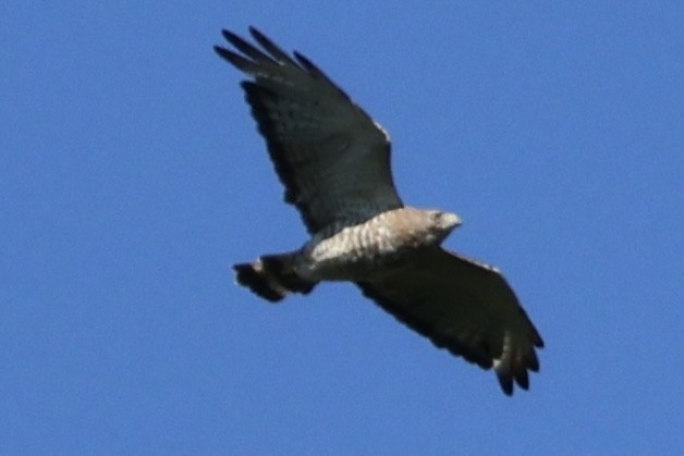 Broad-winged Hawk - ML621064293