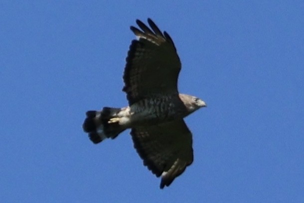 Broad-winged Hawk - ML621064296