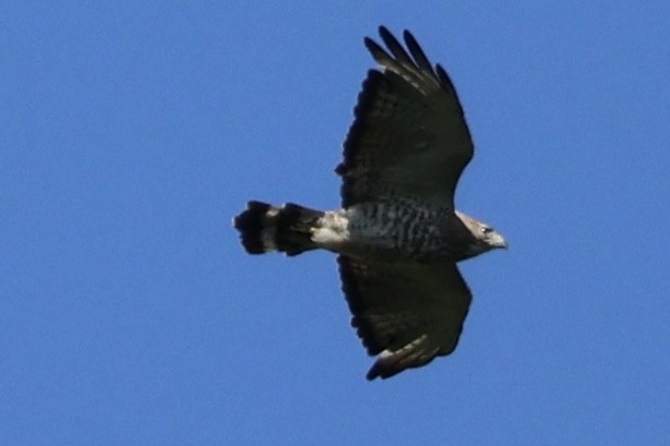 Broad-winged Hawk - Forrest Wickman