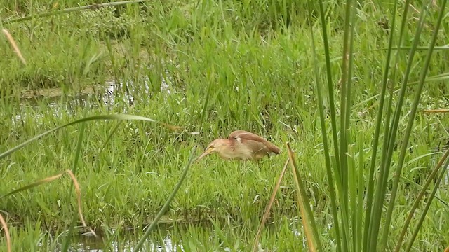 Yellow Bittern - ML621064330