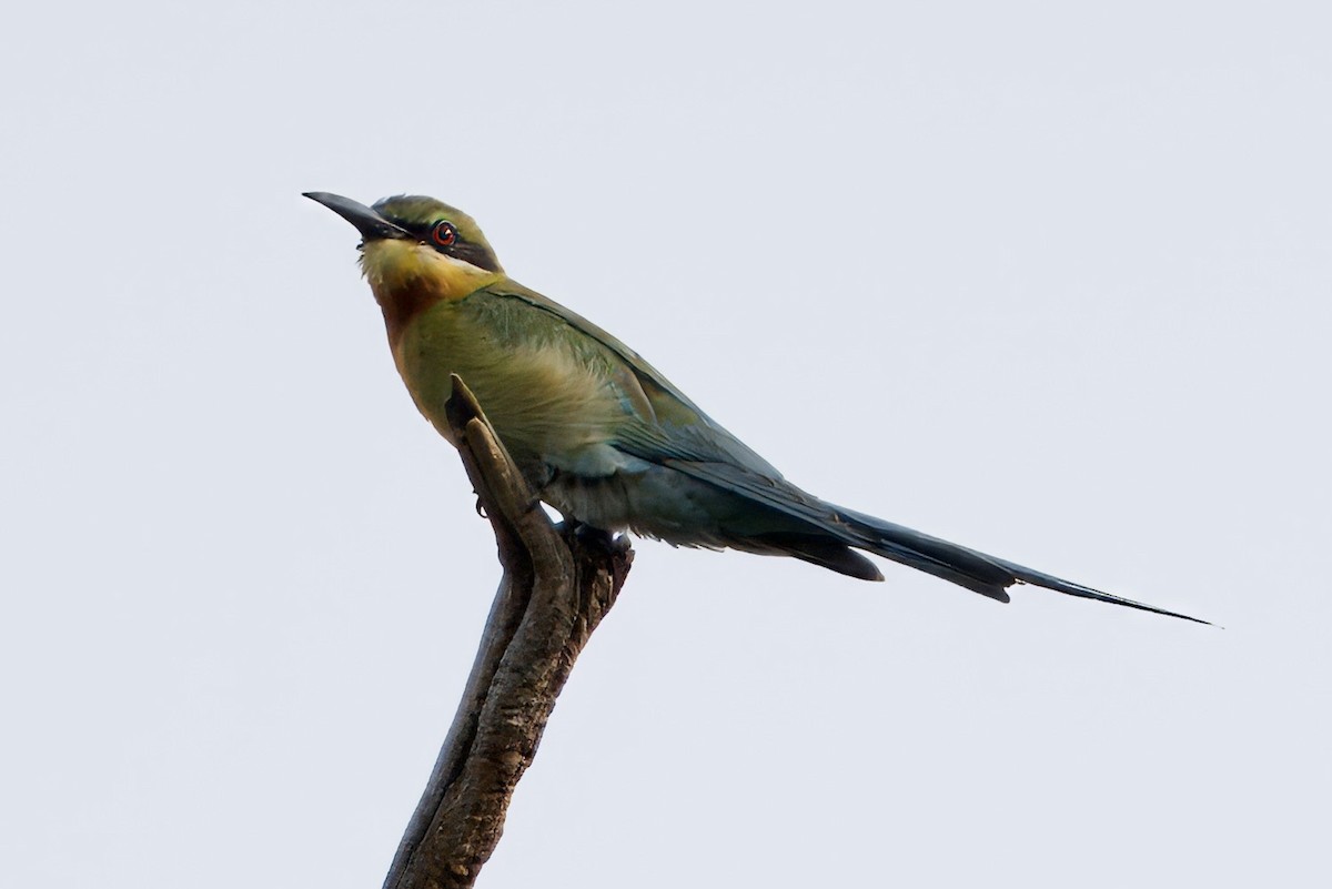 Blue-tailed Bee-eater - John Russell