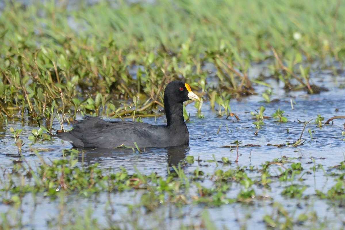 White-winged Coot - ML621064365