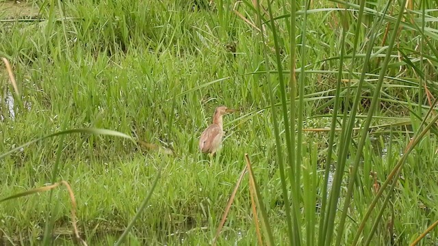 Yellow Bittern - ML621064387