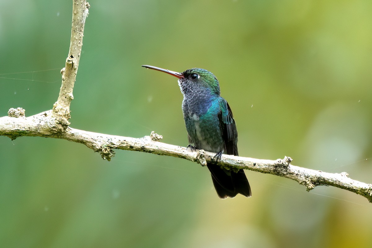 kolibřík safírový - ML621064394
