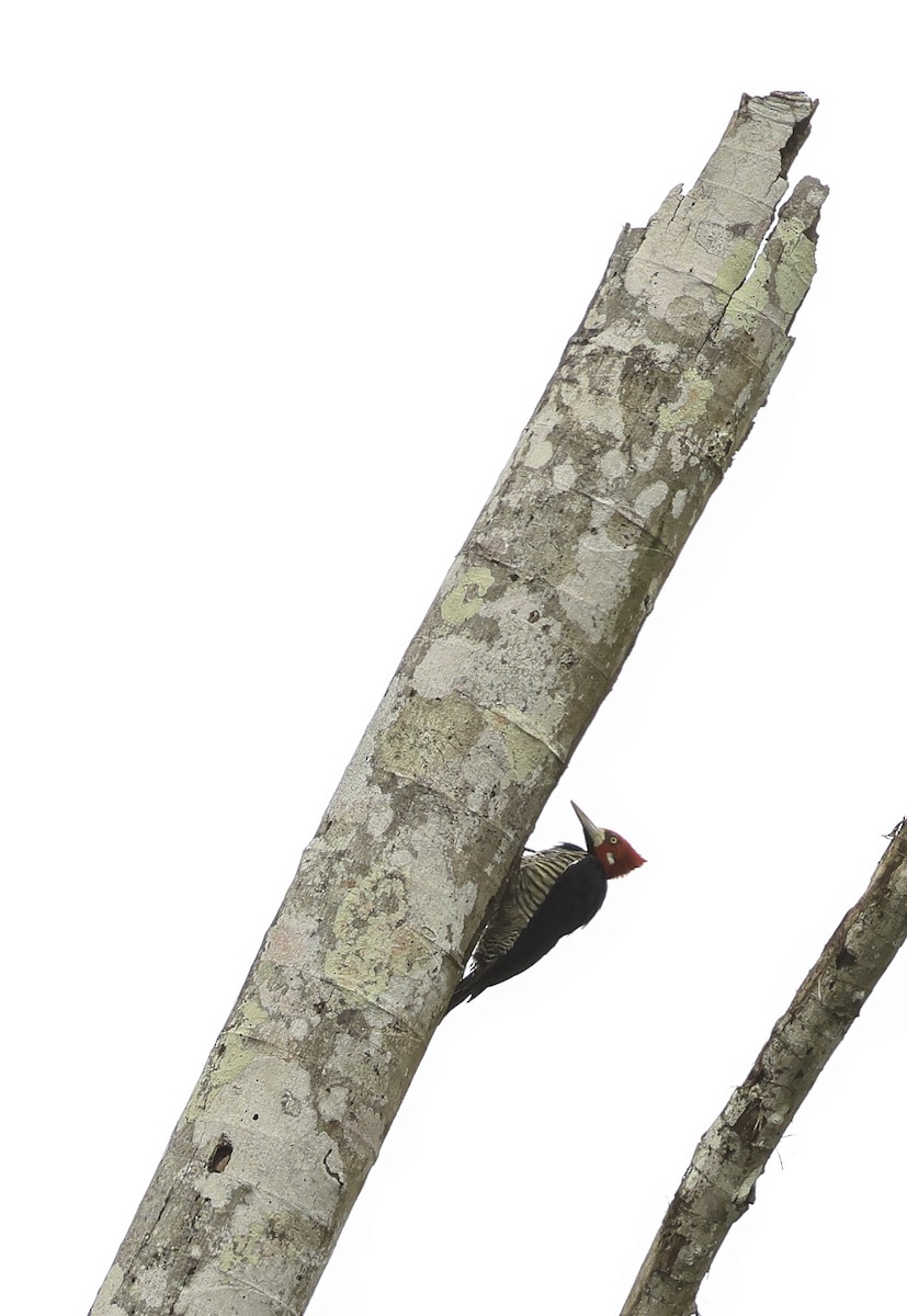 Crimson-crested Woodpecker - ML621064412