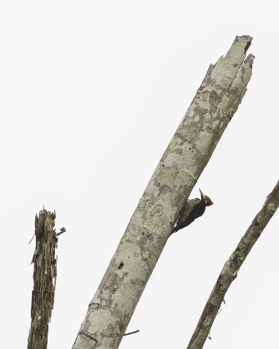 Crimson-crested Woodpecker - ML621064414