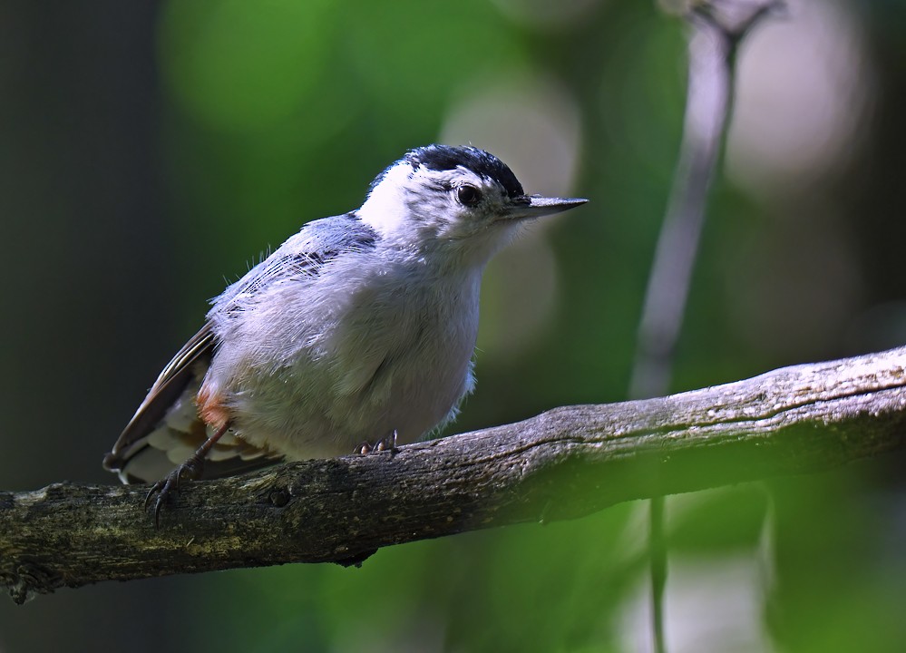White-breasted Nuthatch - ML621064425